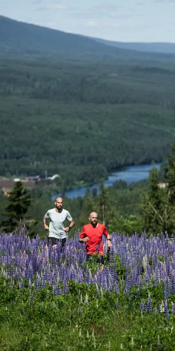 Two men are practising their skiing on Kläppenberget, among masses of lupines in a beautiful mountain setting with stunning views.