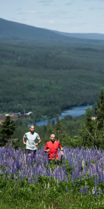 Two men are trail running on Kläppenberget, among masses of lupins in a beautiful mountain landscape with stunning views.