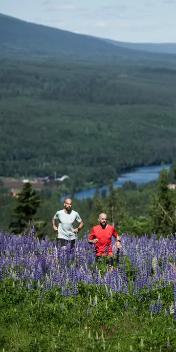 Two men are trail running on Kläppenberget, among lots of lupines in a beautiful mountain environment with stunning views.